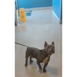 Photo of Miles, adoptable French Bulldog in Doral, Florida