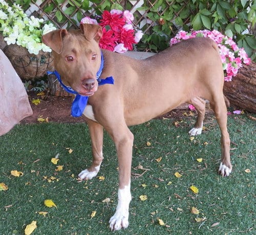 Photo of Calvin, adoptable Pit Bull Terrier in Oklahoma City, Oklahoma