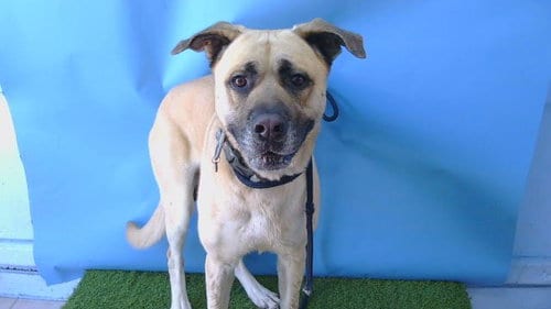 Photo of Timon, adoptable German Shepherd Dog in Gardena, California