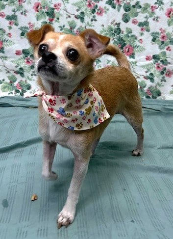 Photo of Tigger, adoptable Chihuahua in Wetumpka, Alabama