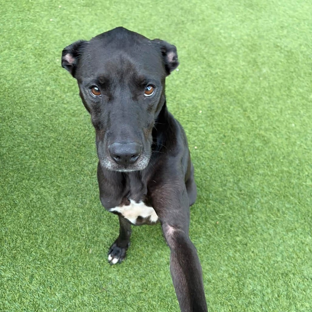 Photo of Harry, adoptable Retriever, Black Labrador in Starkville, Mississippi