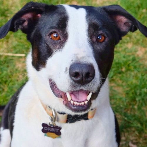 Photo of Orbit, adoptable Border Collie in Laramie, Wyoming