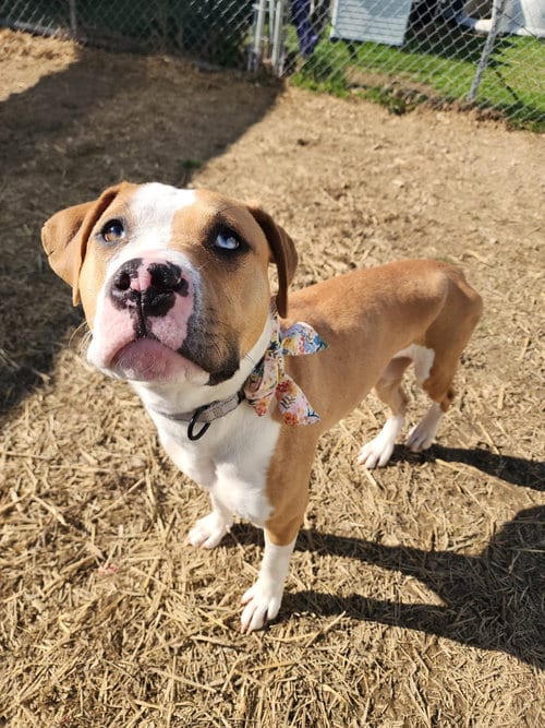 Photo of Squishy, adoptable Pit Bull Terrier in Evansville, Indiana