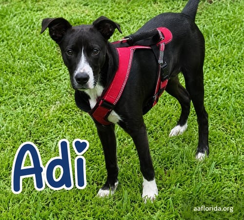 Photo of Adi (Adidas), adoptable Staffordshire Bull Terrier in Pensacola, Florida
