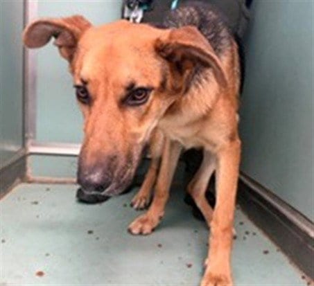 Photo of Mark, adoptable German Shepherd Dog in Moreno Valley, California