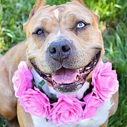 Photo of Storm, adoptable Pit Bull Terrier in Dublin, California