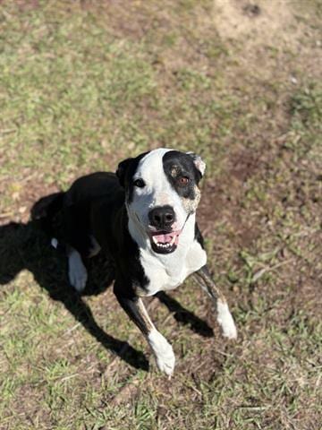 Photo of Patches, adoptable Labrador Retriever in Panama City, Florida