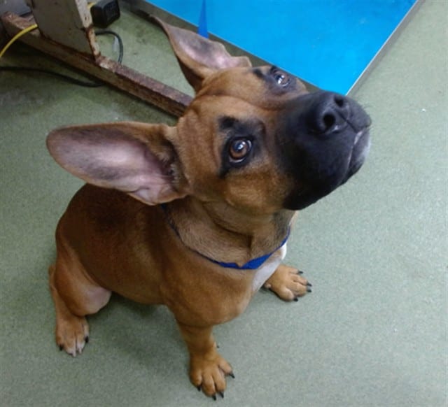 Photo of Senior Boxer mix, adoptable Boxer mix in Devore, California