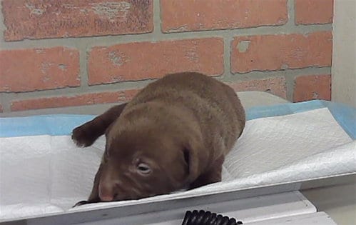 Photo of A2099070, adoptable Labrador Retriever in Houston, Texas