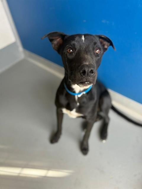 Photo of Dog, adoptable Pit Bull Terrier in Visalia, California