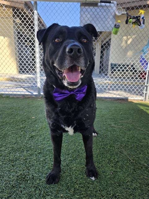 Photo of Armani, adoptable Labrador Retriever in Downey, California