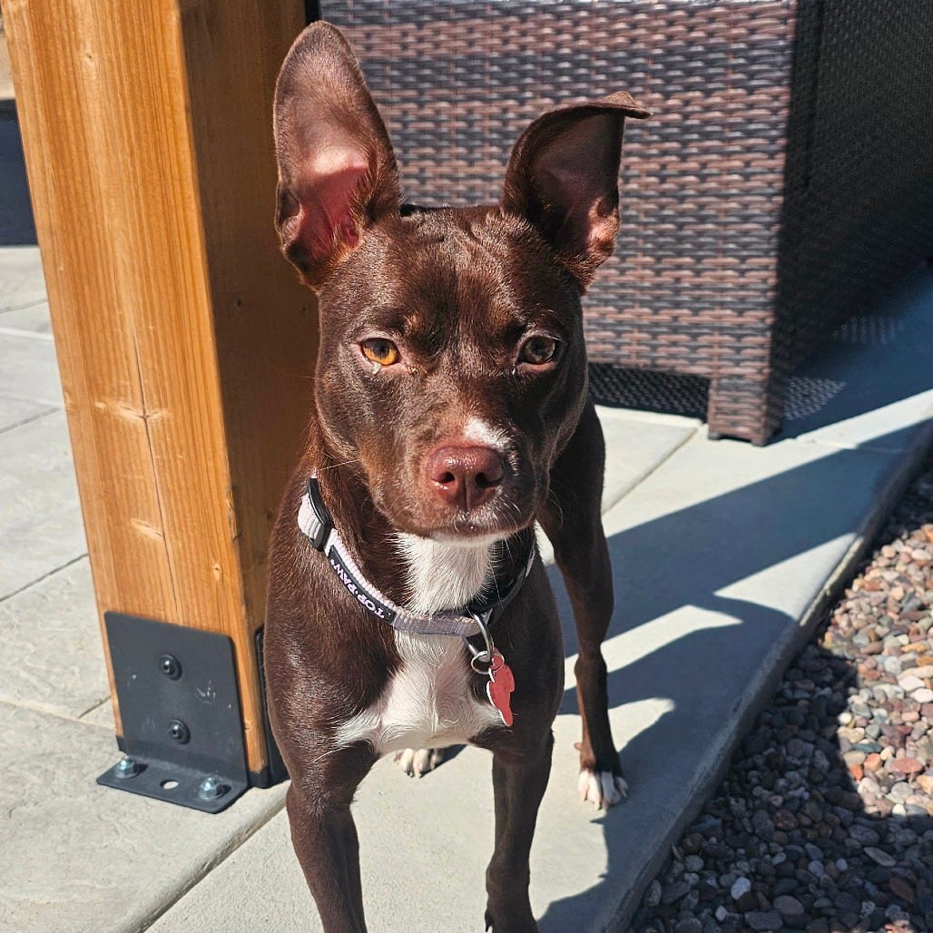 Photo of Raine, adoptable Terrier / Chihuahua in Oceanside, California