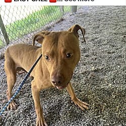Photo of Mav, adoptable Australian Terrier in Liberty, South Carolina