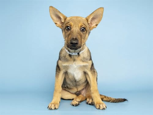 Photo of Brownie, adoptable German Shepherd Dog in Phoenix, Arizona