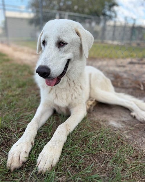 Photo of Danny, adoptable Great Pyrenees in Conroe, Texas
