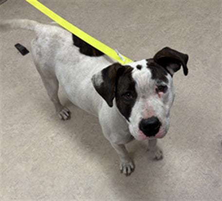 Photo of Coraline, adoptable Pit Bull Terrier in Saginaw, Michigan
