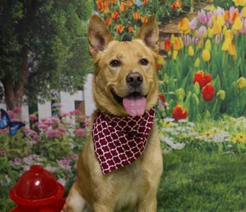 Photo of Reese, adoptable German Shepherd Dog in Placerville, California