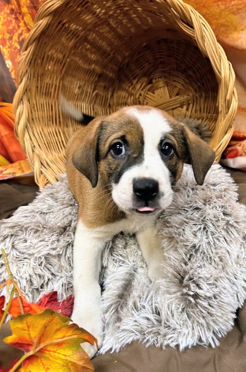 Photo of Buddha, adoptable Shepherd in Bryant, Arkansas
