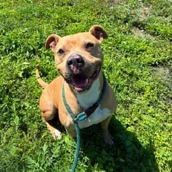 Photo of Mason JuM, adoptable American Staffordshire Terrier American Pit Bull Terrier in Hartford, Connecticut