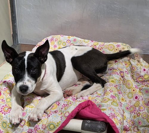 Photo of Rainbow, adoptable Pit Bull Terrier in Bakersfield, California
