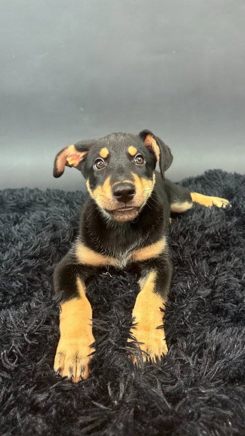 Photo of Ice, adoptable Husky in Phoenix, Arizona
