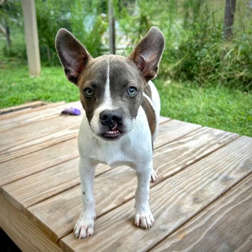 Photo of Cliff, adoptable Terrier in Mooresville, North Carolina