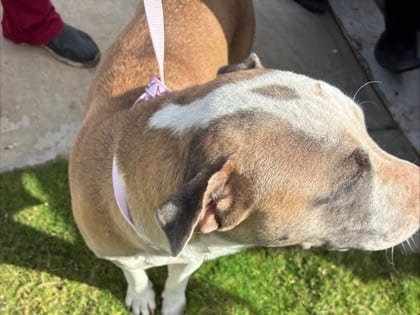 Photo of Boogerett, adoptable dog in Georgetown, Texas