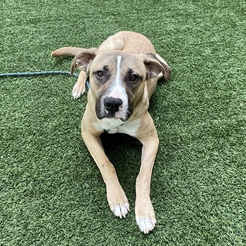 Photo of Goose, adoptable Pit Bull Terrier in Burlingame, California