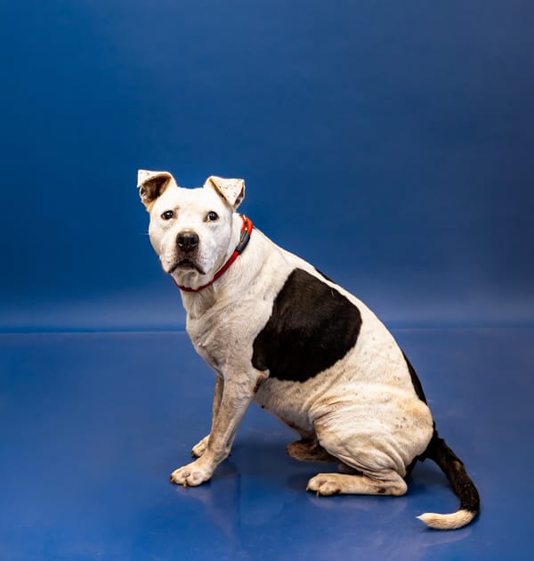 Photo of Teddy Hw +, adoptable Pit Bull cross in Lawrenceville, Georgia