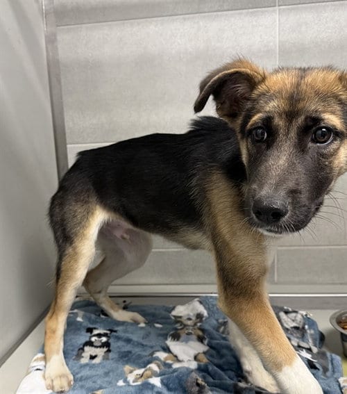 Photo of Han, adoptable German Shepherd Dog in Garland, Texas