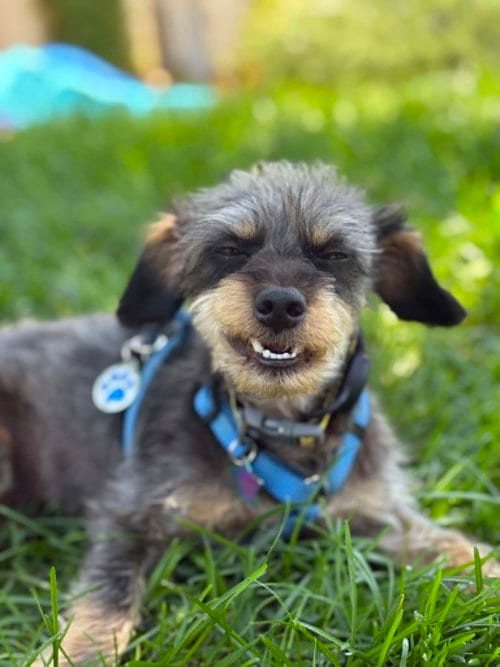 Photo of Crypto, adoptable Terrier in La Verne, California