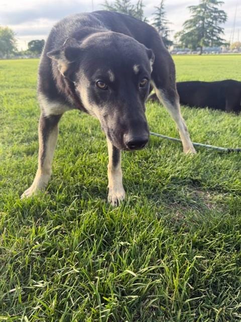 Photo of A375579, adoptable German Shepherd Dog in Stockton, California