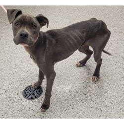Photo of Bojangles, adoptable American Pit Bull Terrier in Kansas City, Missouri