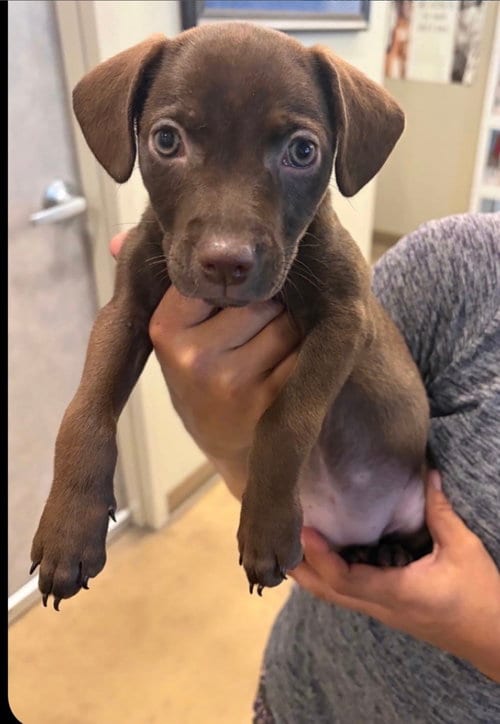 Photo of Chocolate, adoptable Labrador Retriever in The Woodlands, Texas