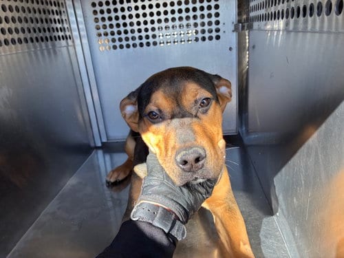 Photo of Popcorn, adoptable Rottweiler in Phoenix, Arizona