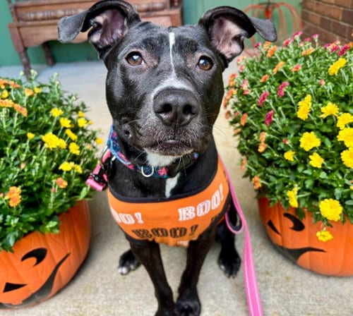 Photo of Graceland, adoptable American Pit Bull Terrier in Germantown, Ohio
