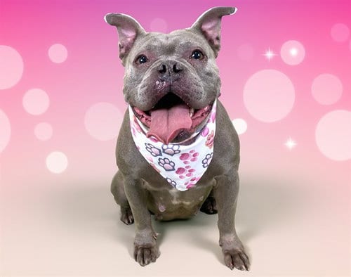 Photo of Bommie, adoptable American Staffordshire Terrier in Ft Lauderdale, Florida