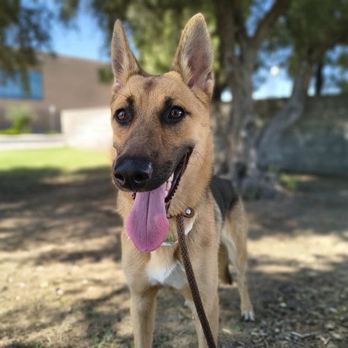 Photo of Petunia, adoptable German Shepherd Dog in Mesa, Arizona