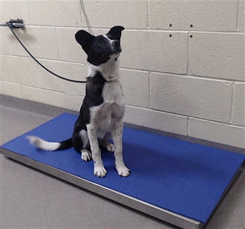 Photo of Orchard, adoptable Border Collie in Denver, Colorado