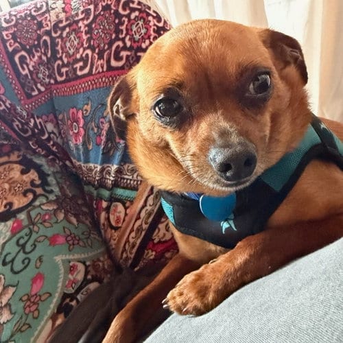 Photo of Jimothy, adoptable Chihuahua in San Francisco, California