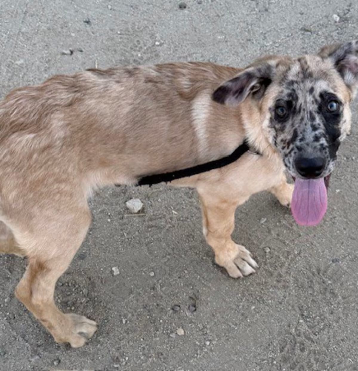 Photo of Bucky, adoptable Shepherd (Unknown Type)/Australian Shepherd in Agua Dulce, California