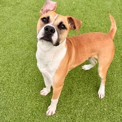 Photo of Naruto 3596, adoptable Boxer Mixed Breed (Medium) in Loxahatchee, Florida