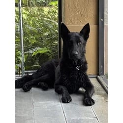 Photo of Onyx, adoptable German Shepherd Dog in Doral, Florida