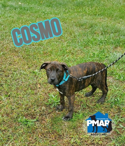 Photo of Cosmo, adoptable Pit Bull Terrier in Binghamton, New York