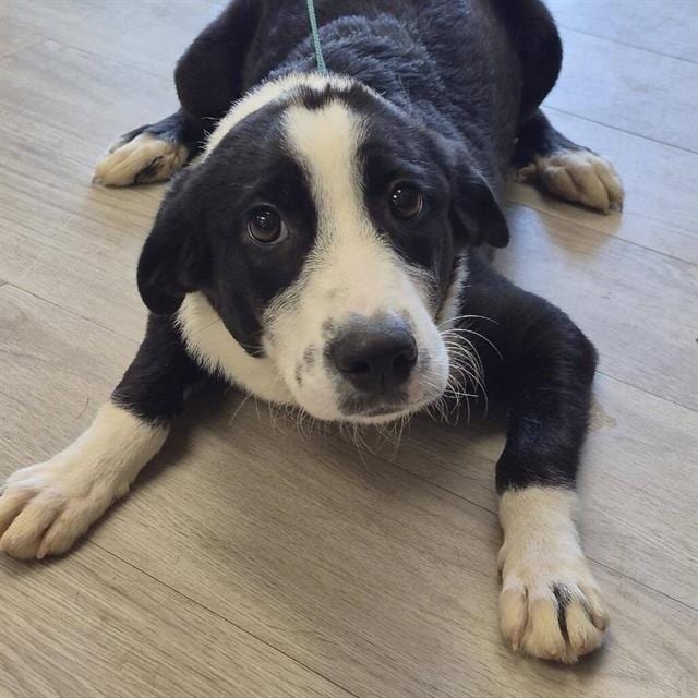 Photo of Berry, adoptable Australian Shepherd in Salem, Massachusetts