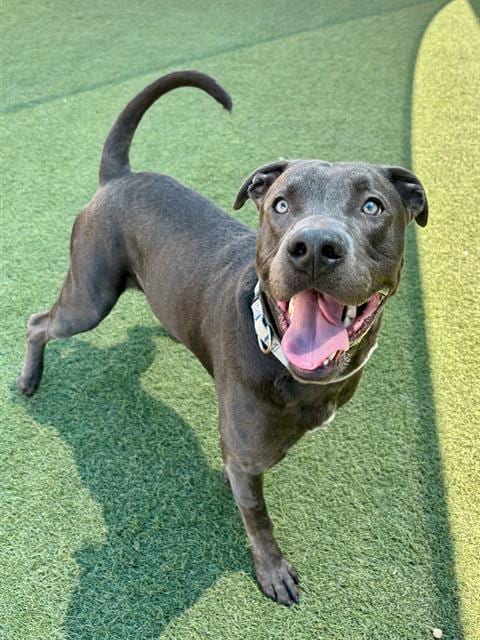 Photo of Bruno, adoptable Pit Bull Terrier in Dallas, Texas