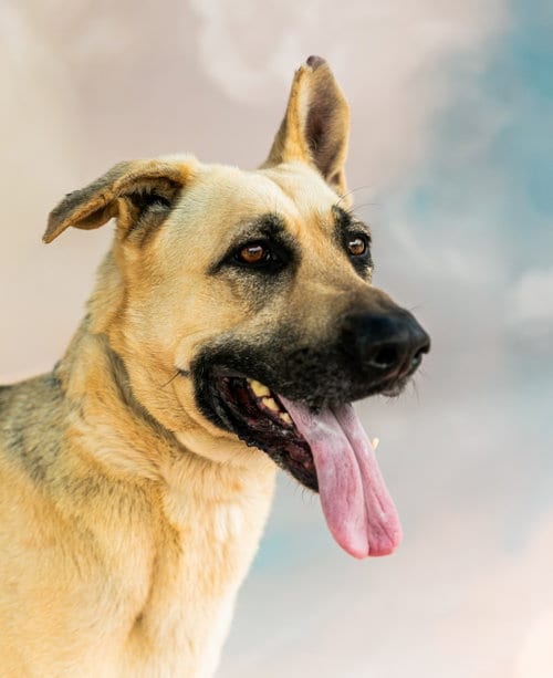 Photo of Quinn, adoptable German Shepherd Dog in Pasadena, California