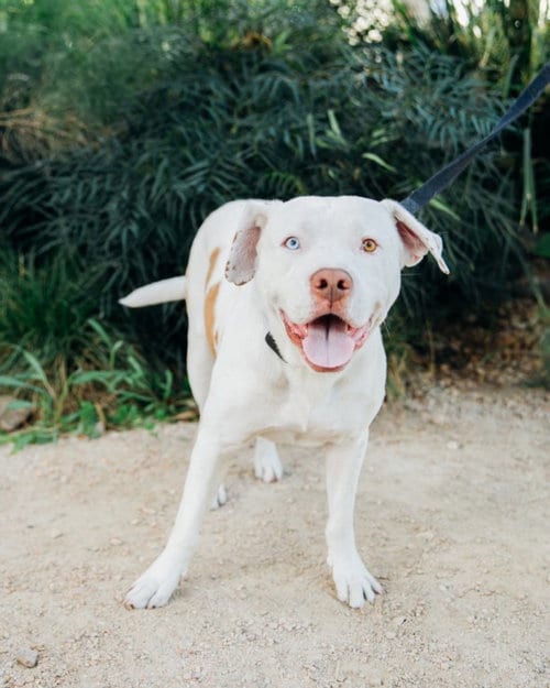 Photo of Spike, adoptable American Staffordshire Terrier in Los Angeles, California