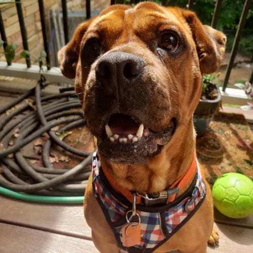 Photo of Toby, adoptable Boxer in Rural Hall, North Carolina