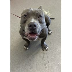 Photo of Tic Tac, adoptable American Pit Bull Terrier in San Bernardino, California